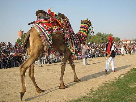 Camel Festival bikaner 