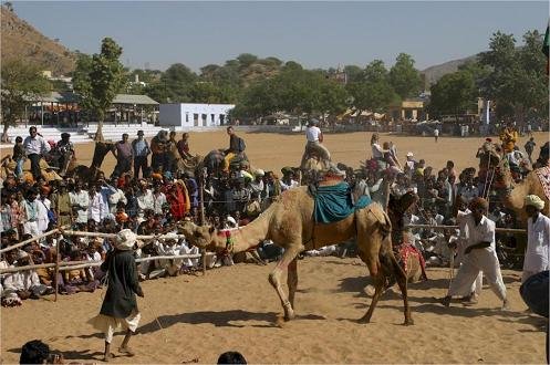 The King of Desert Camel