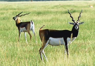  Tal Chhapar 