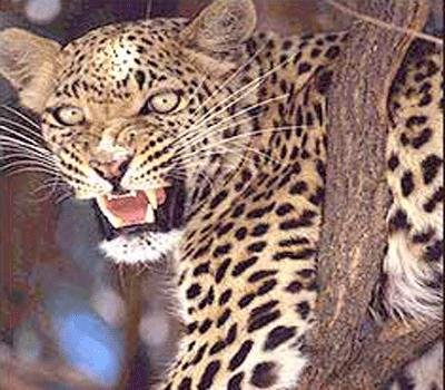  Van Vihar and RamSagar Wildlife Sanctuary 