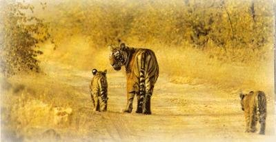  Wild Life   