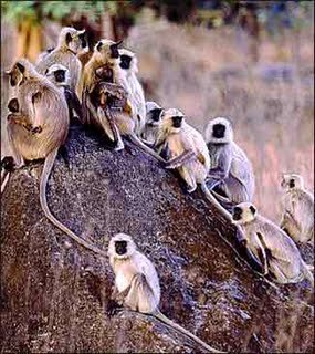  Wild Life   