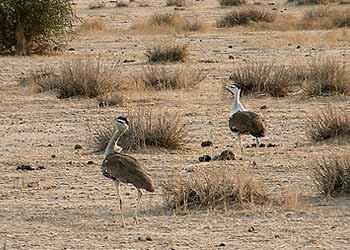  Desert National Park 